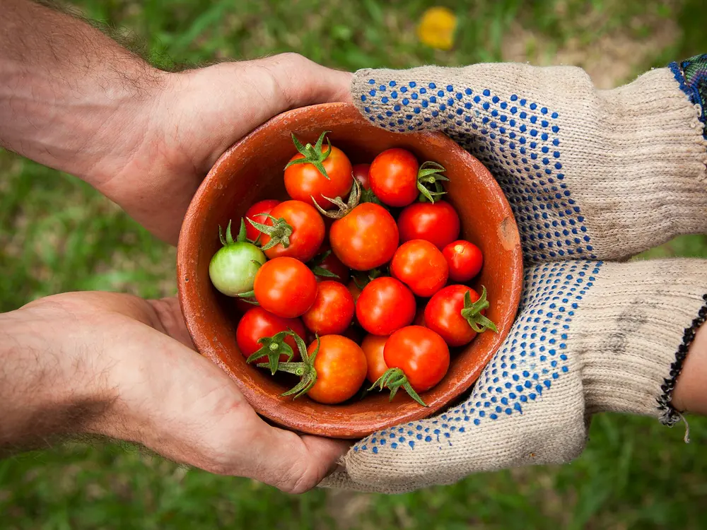 Due paia di mani si passano una ciotola di coccio piena di pomodorini appena raccolti.